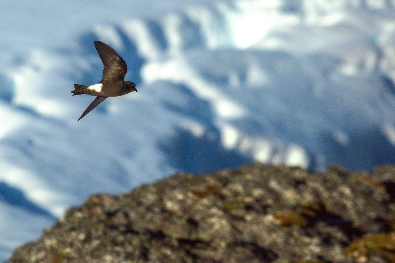 Таких фото Антарктиди ви точно не бачили! І таку листівку можна отримати поштою