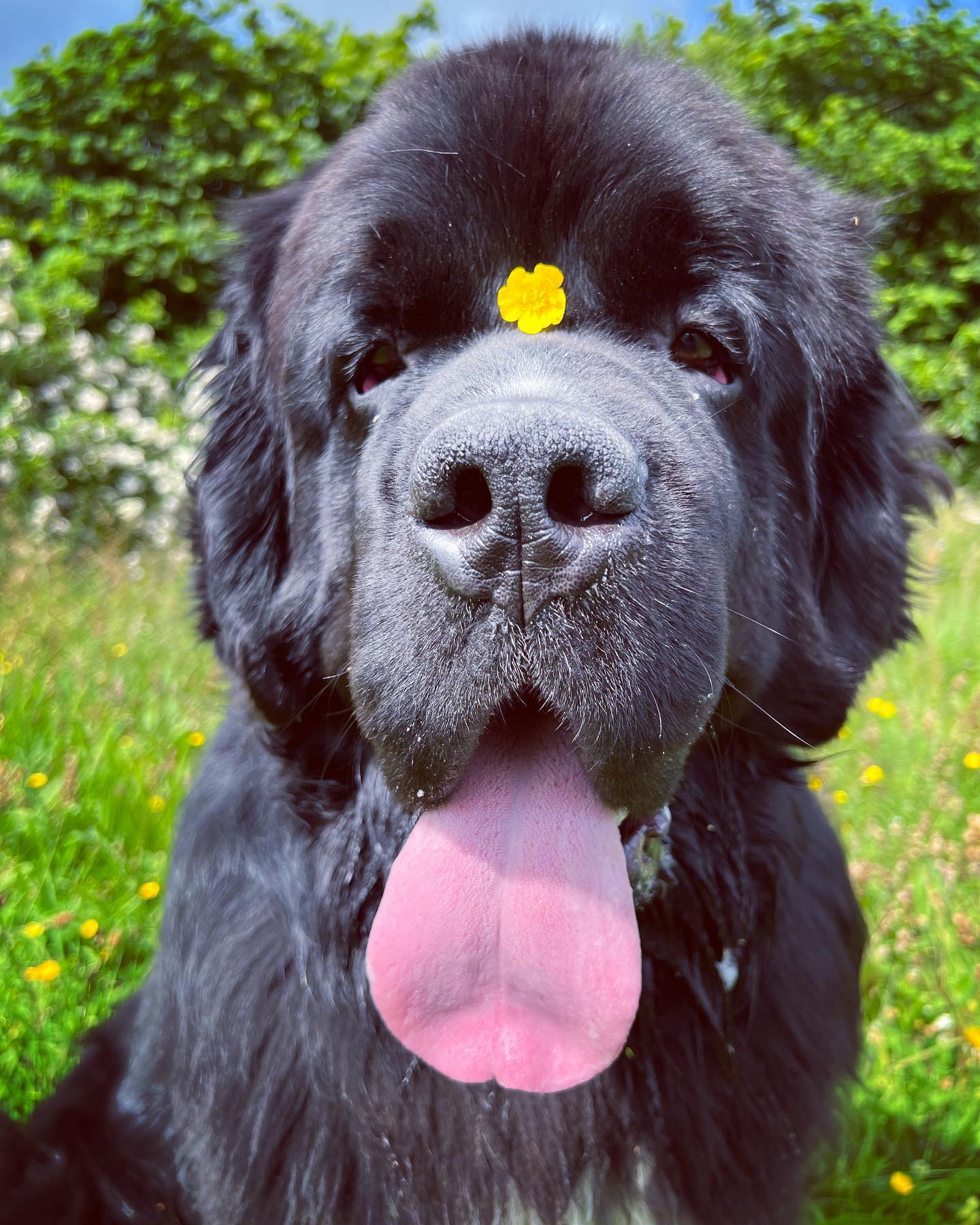 Малюк Шерман став зіркою мережі: таких собачок ви точно не бачили!