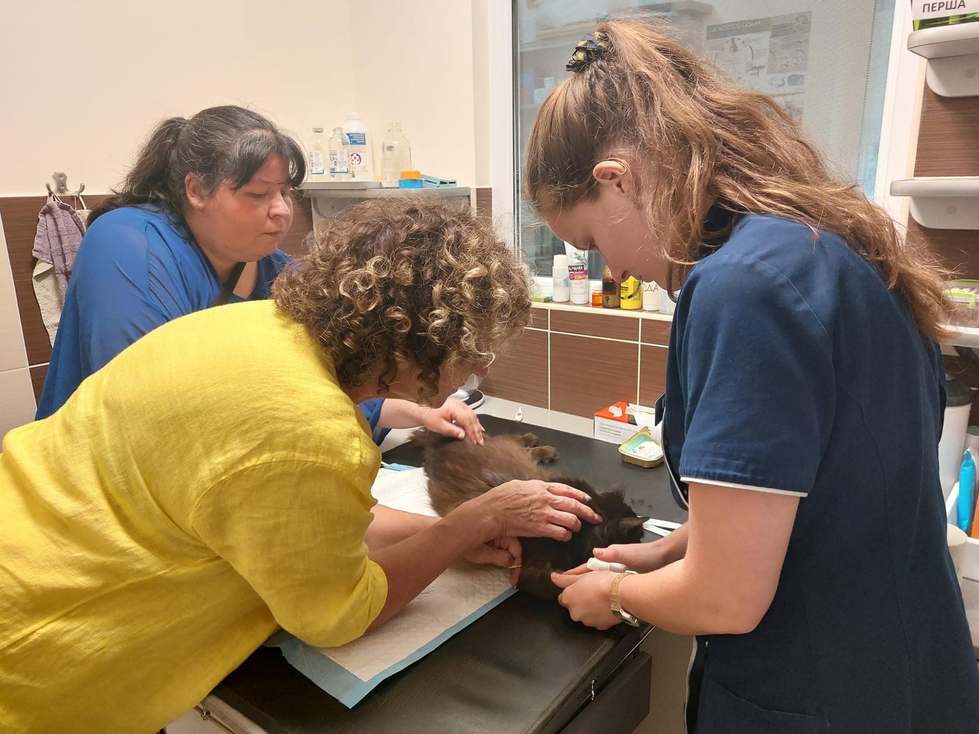 11 днів під завалами: рятувальники знайшли кота Черчілля, який постраждав під час ракетного удару по Львову