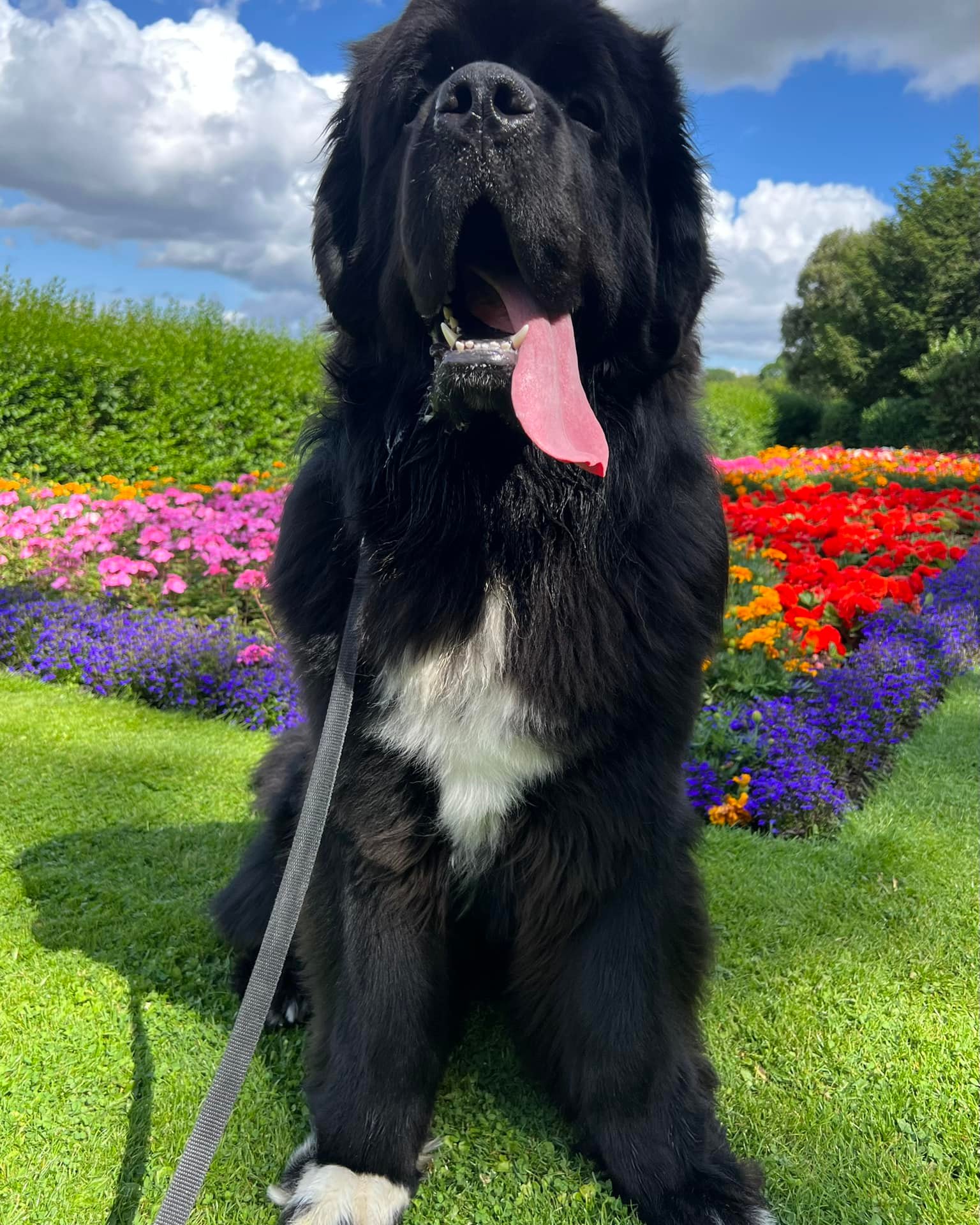 Малюк Шерман став зіркою мережі: таких собачок ви точно не бачили!