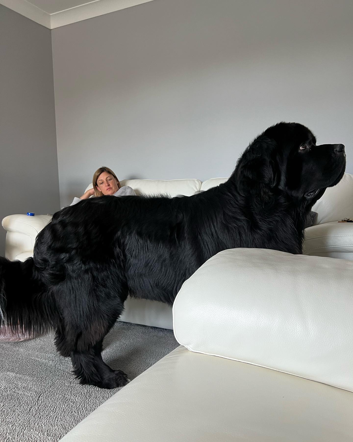 Малюк Шерман став зіркою мережі: таких собачок ви точно не бачили!