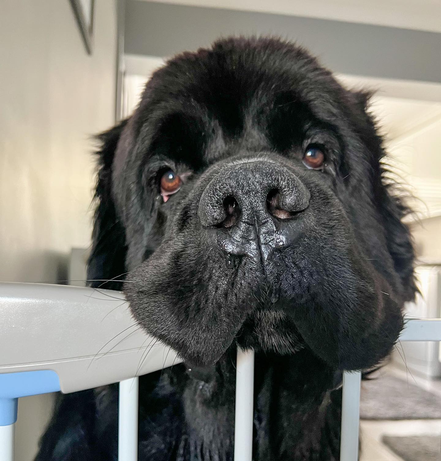 Малюк Шерман став зіркою мережі: таких собачок ви точно не бачили!