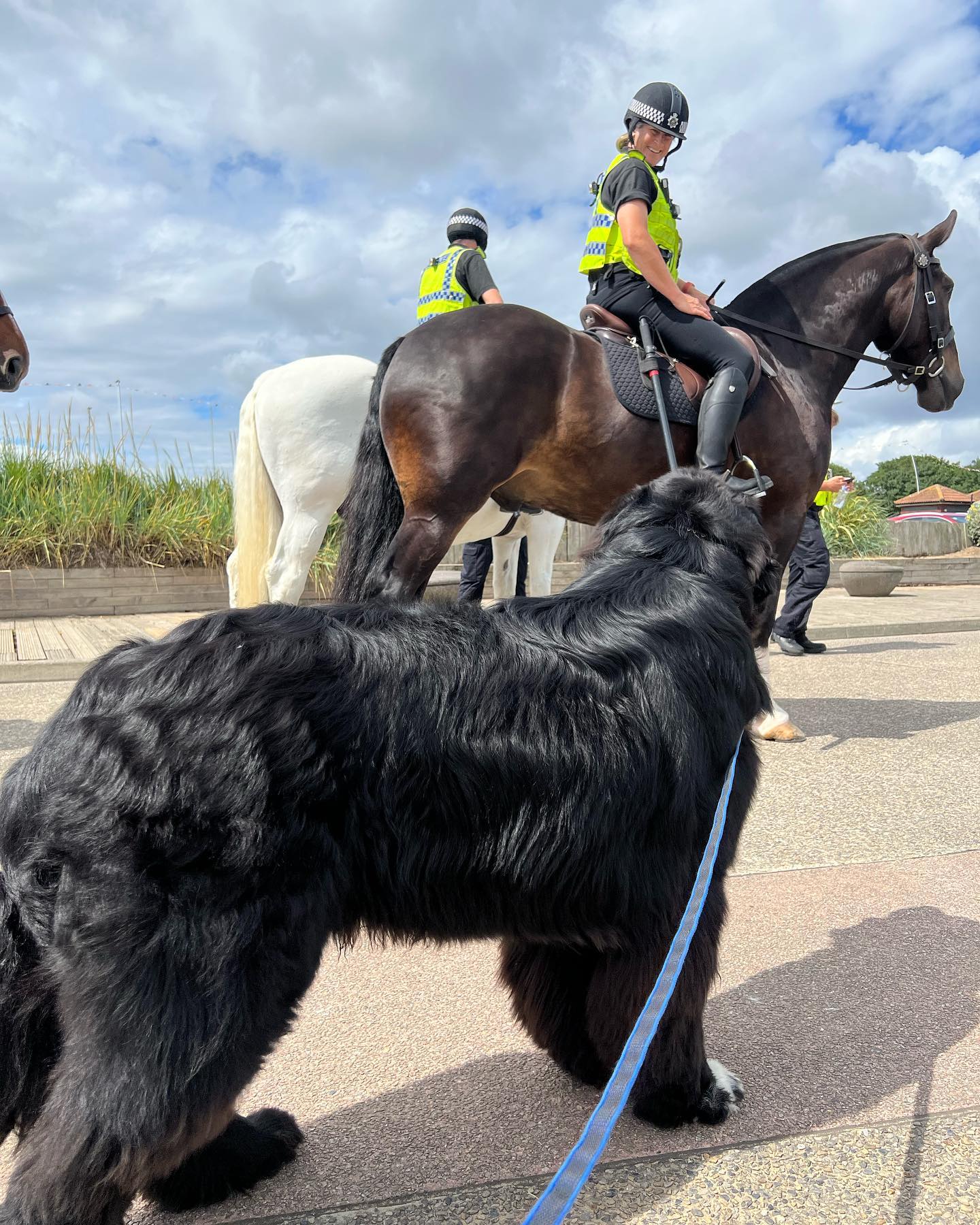 Малюк Шерман став зіркою мережі: таких собачок ви точно не бачили!