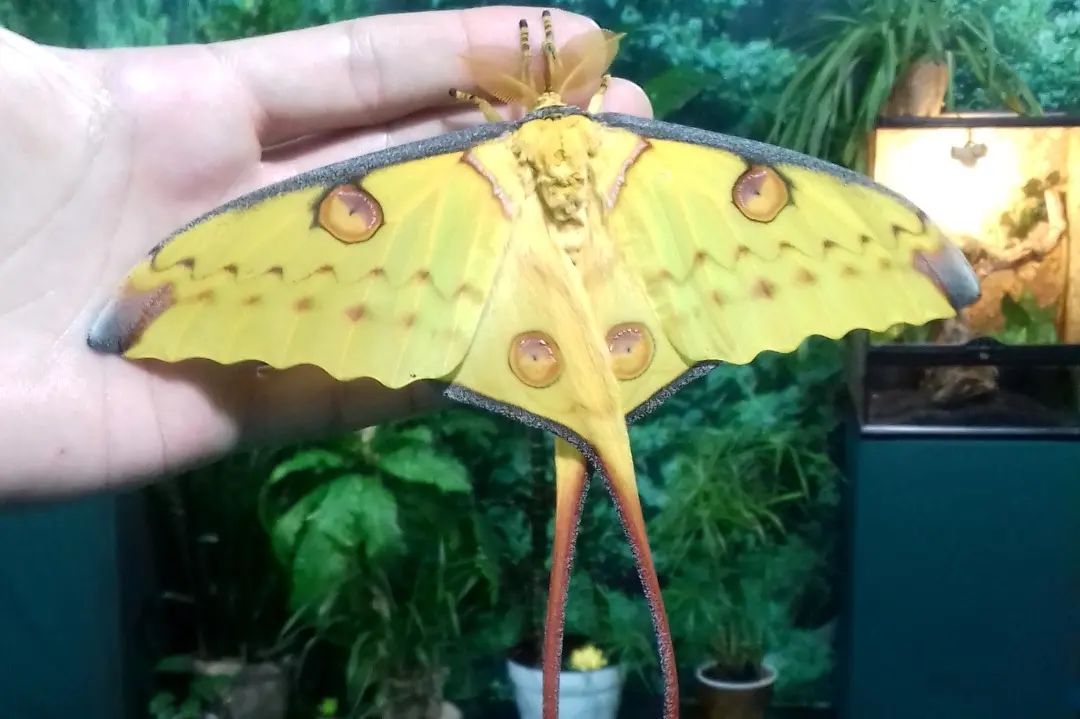 У парку "Тузлівські лимани" показали величезних метеликів: розмах крил до 15 см (фото)