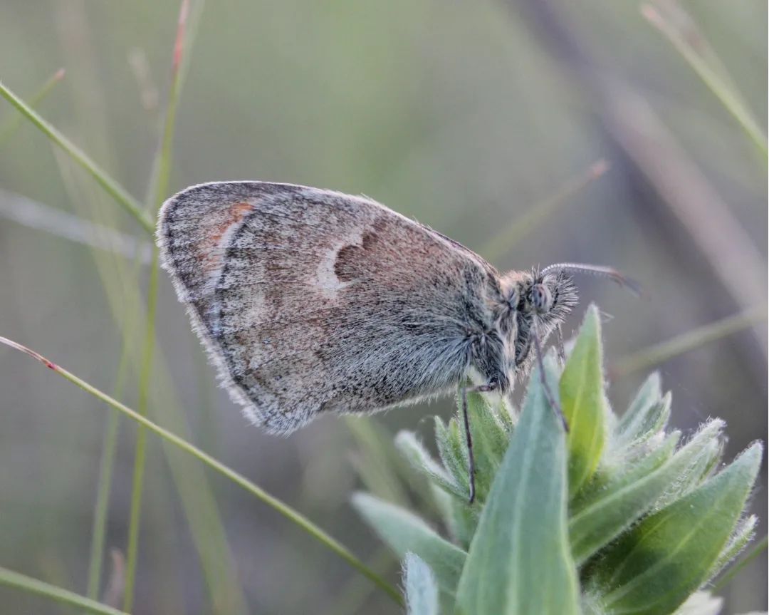 У парку "Тузлівські лимани" показали величезних метеликів: розмах крил до 15 см (фото)