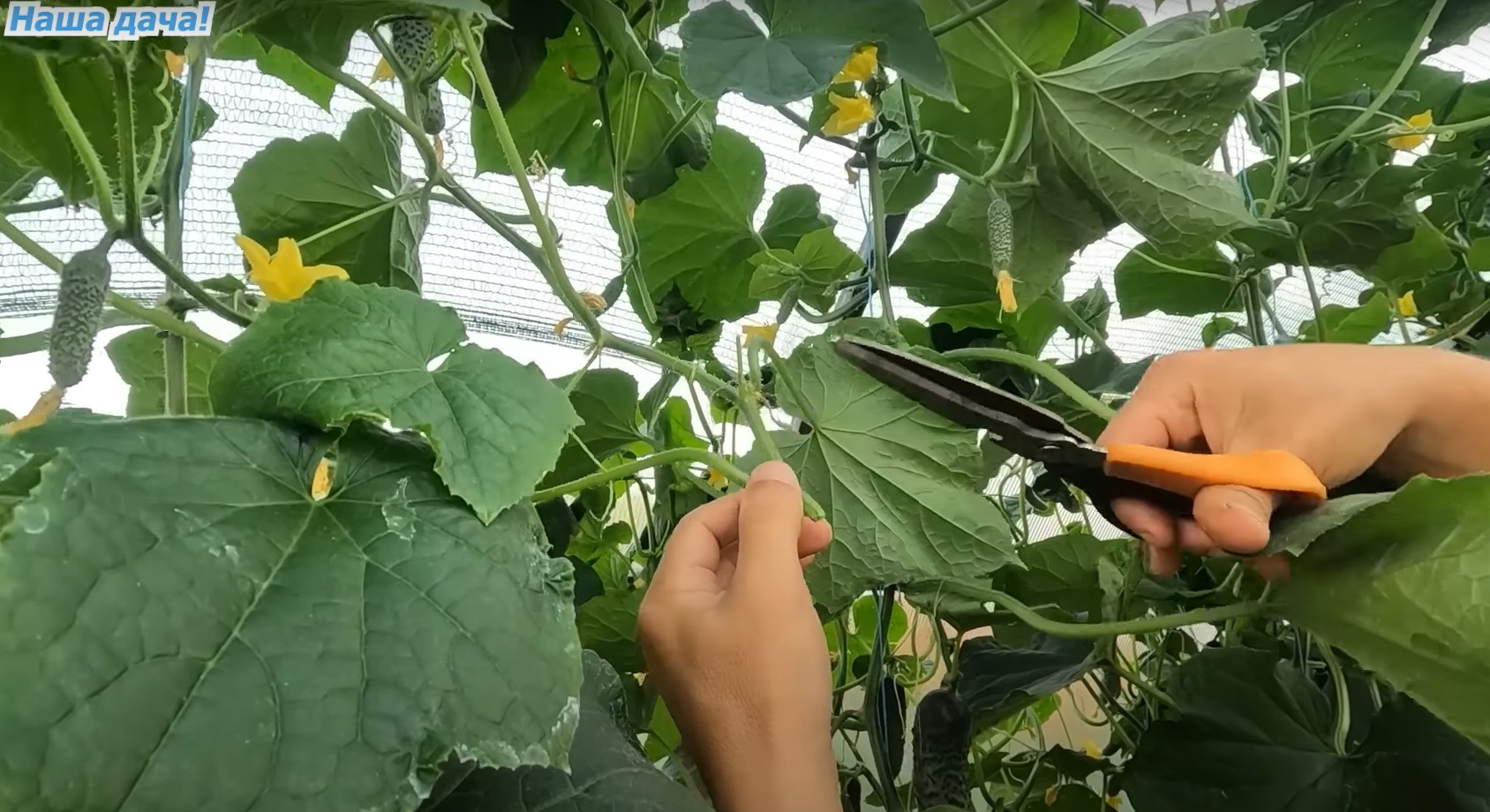 Огірки будуть плодоносити знову і знову! Як відновити врожайність овоча