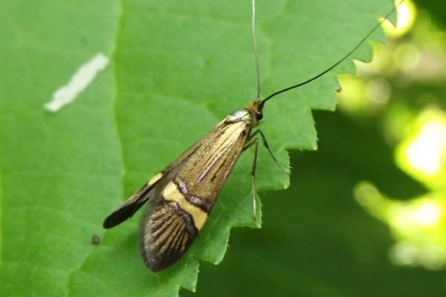 У парку "Тузлівські лимани" показали величезних метеликів: розмах крил до 15 см (фото)