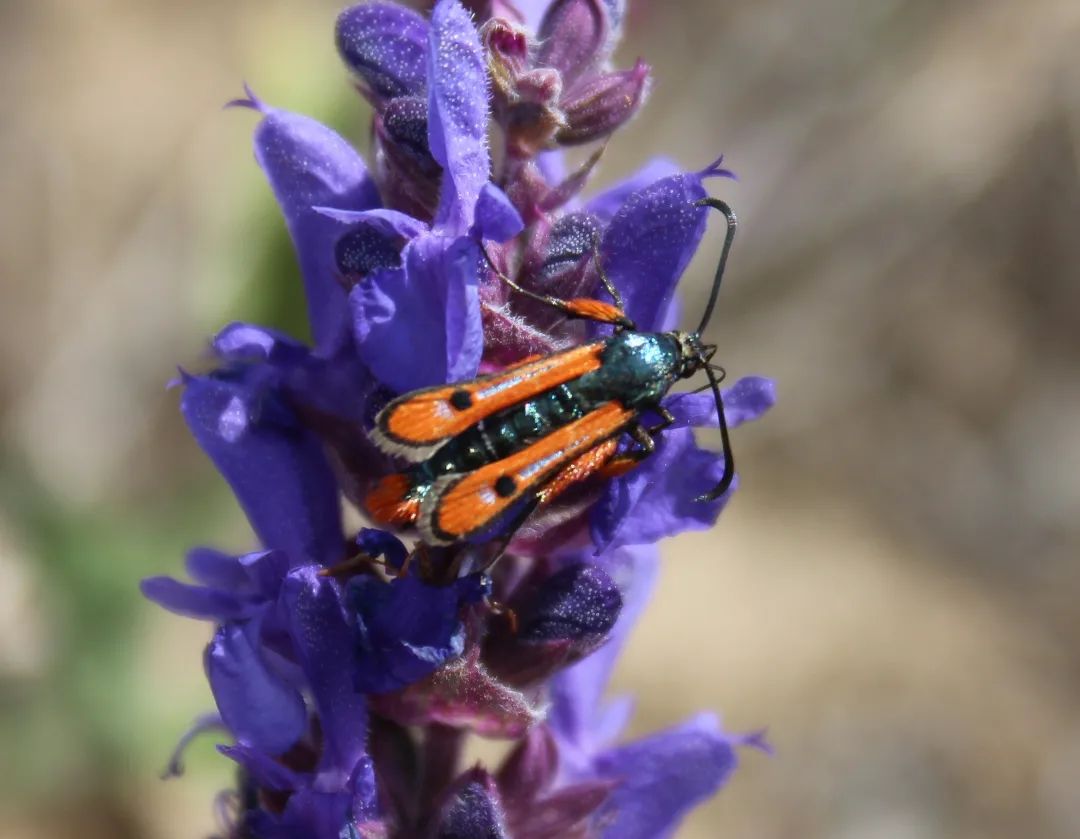 У парку "Тузлівські лимани" показали величезних метеликів: розмах крил до 15 см (фото)