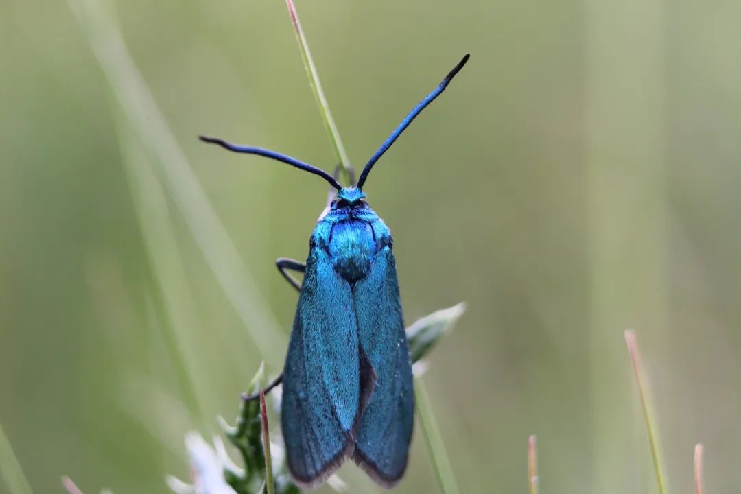 У парку "Тузлівські лимани" показали величезних метеликів: розмах крил до 15 см (фото)