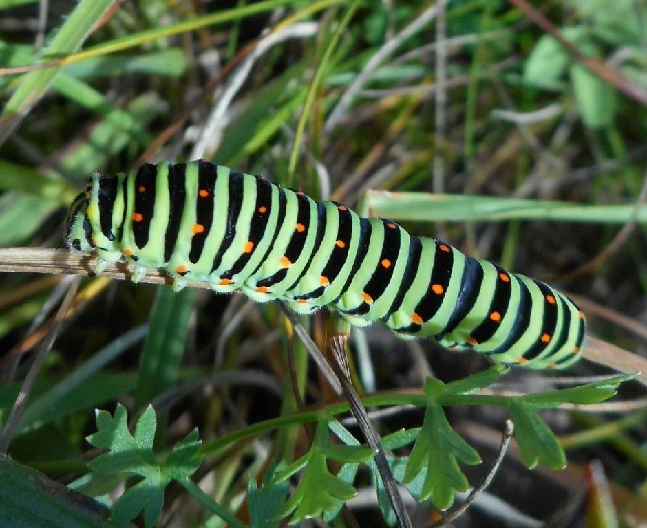 У парку "Тузлівські лимани" показали величезних метеликів: розмах крил до 15 см (фото)