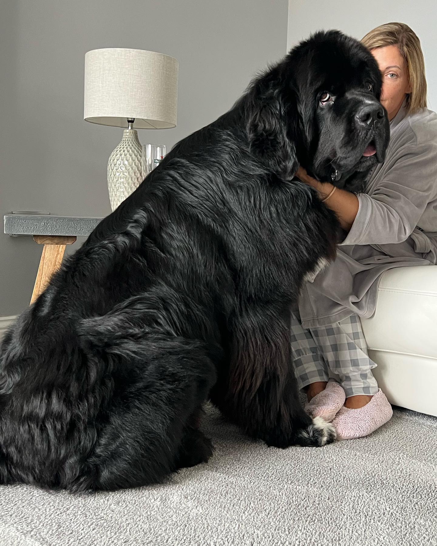 Малюк Шерман став зіркою мережі: таких собачок ви точно не бачили!