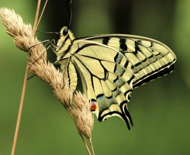 У парку "Тузлівські лимани" показали величезних метеликів: розмах крил до 15 см (фото)