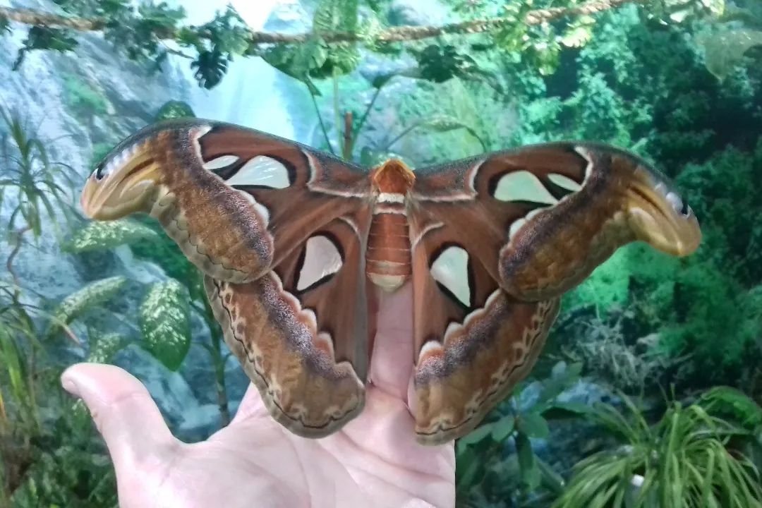 У парку "Тузлівські лимани" показали величезних метеликів: розмах крил до 15 см (фото)