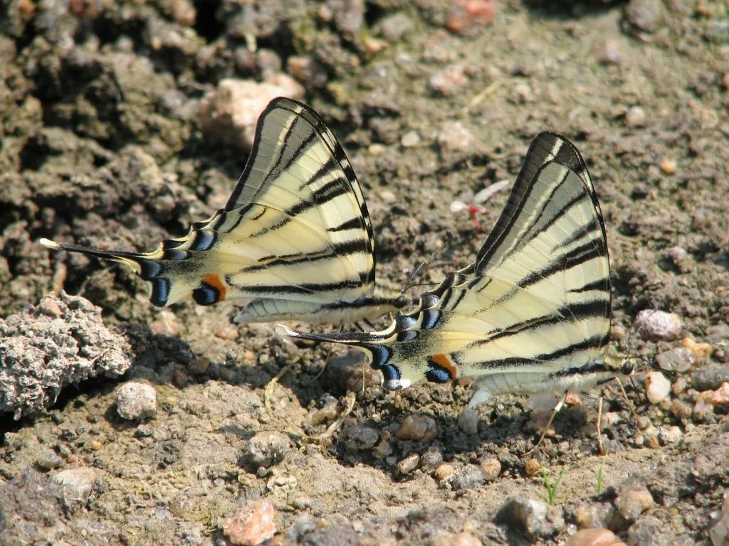 У парку "Тузлівські лимани" показали величезних метеликів: розмах крил до 15 см (фото)