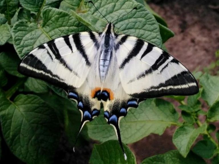 У парку "Тузлівські лимани" показали величезних метеликів: розмах крил до 15 см (фото)