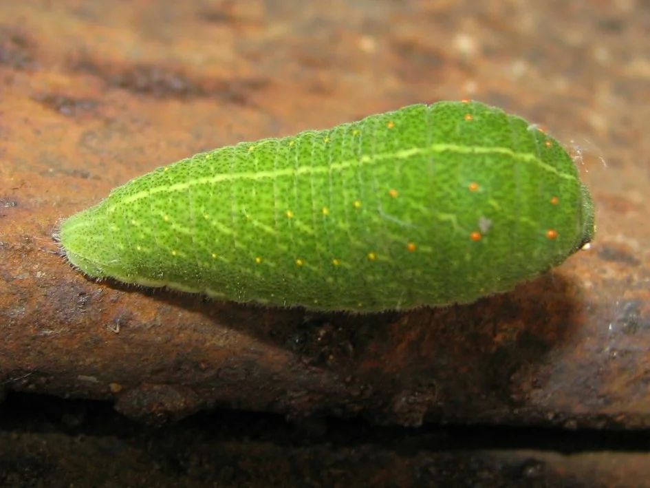 У парку "Тузлівські лимани" показали величезних метеликів: розмах крил до 15 см (фото)