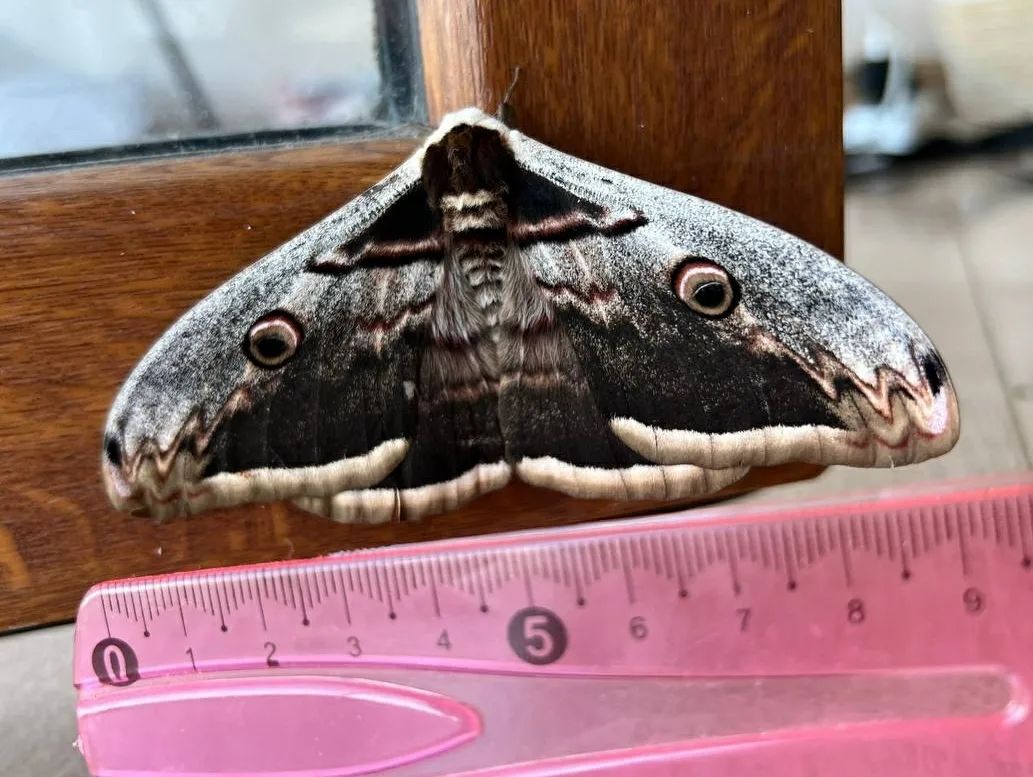 У парку "Тузлівські лимани" показали величезних метеликів: розмах крил до 15 см (фото)