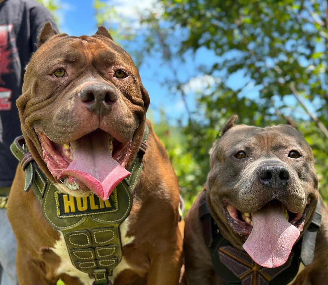 Вот как выглядит самый большой питбуль в мире весом 80 кг (фото)