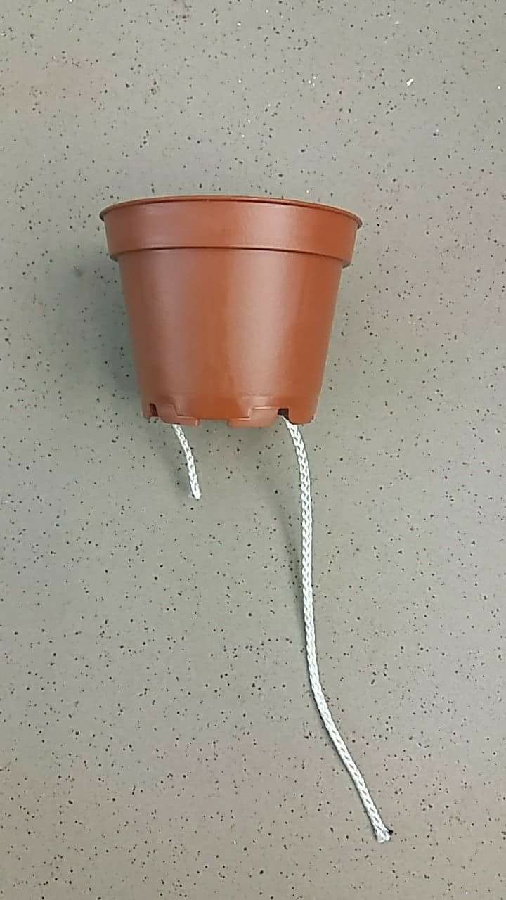 Как вырастить дома сортовые фиалки, как на выставке: секреты профессионалов