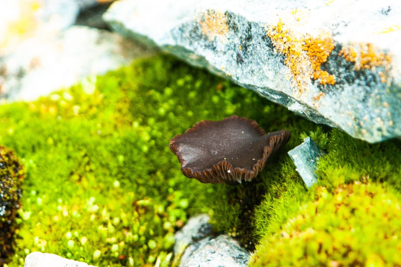 Просто невероятно. Украинские полярники показали, какие грибы растут в Антарктиде (фото)