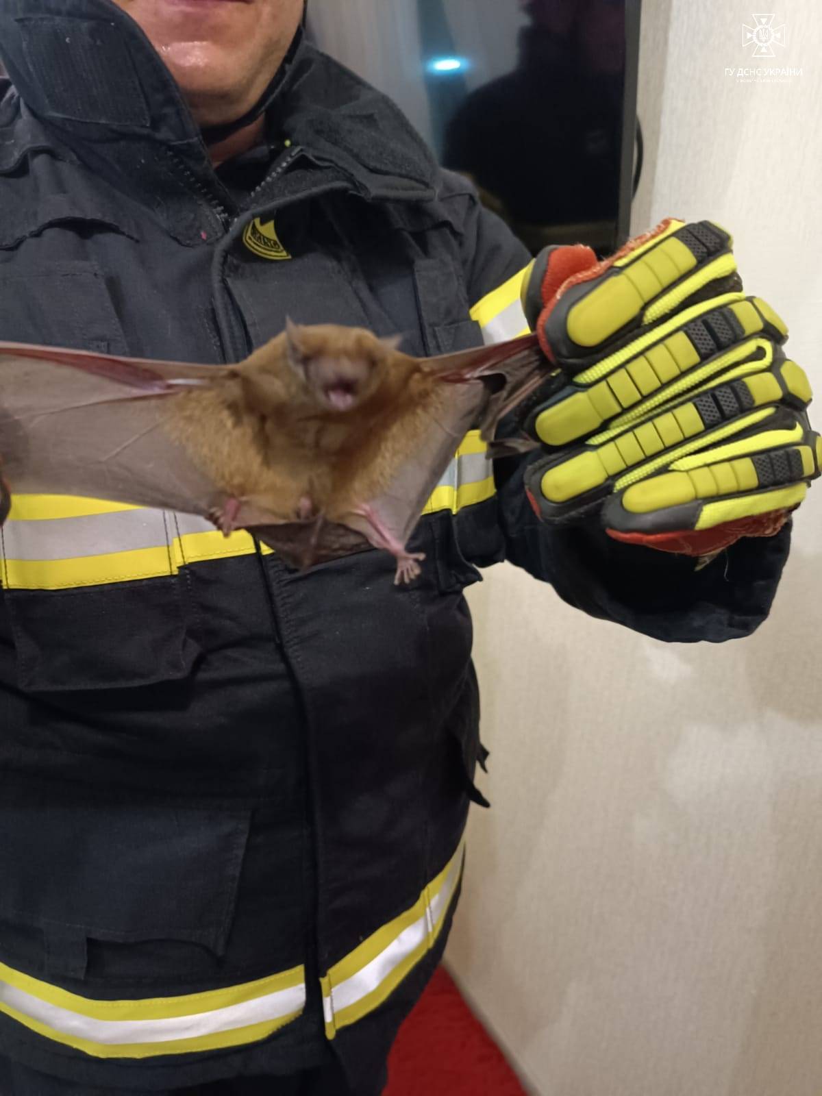 У Луцьку в квартирі "оселилося" 30 незвичайних тварин, поки власників не було вдома