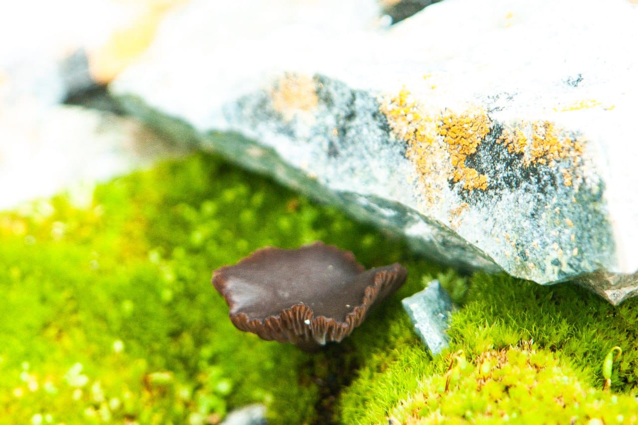 Просто невероятно. Украинские полярники показали, какие грибы растут в Антарктиде (фото)