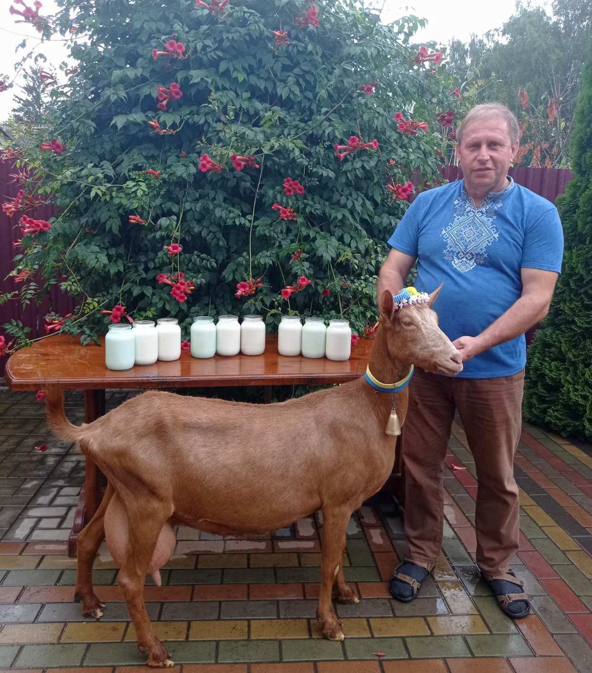 Аліса - велика гордість. В Україні живе коза, яка поставила унікальний рекорд