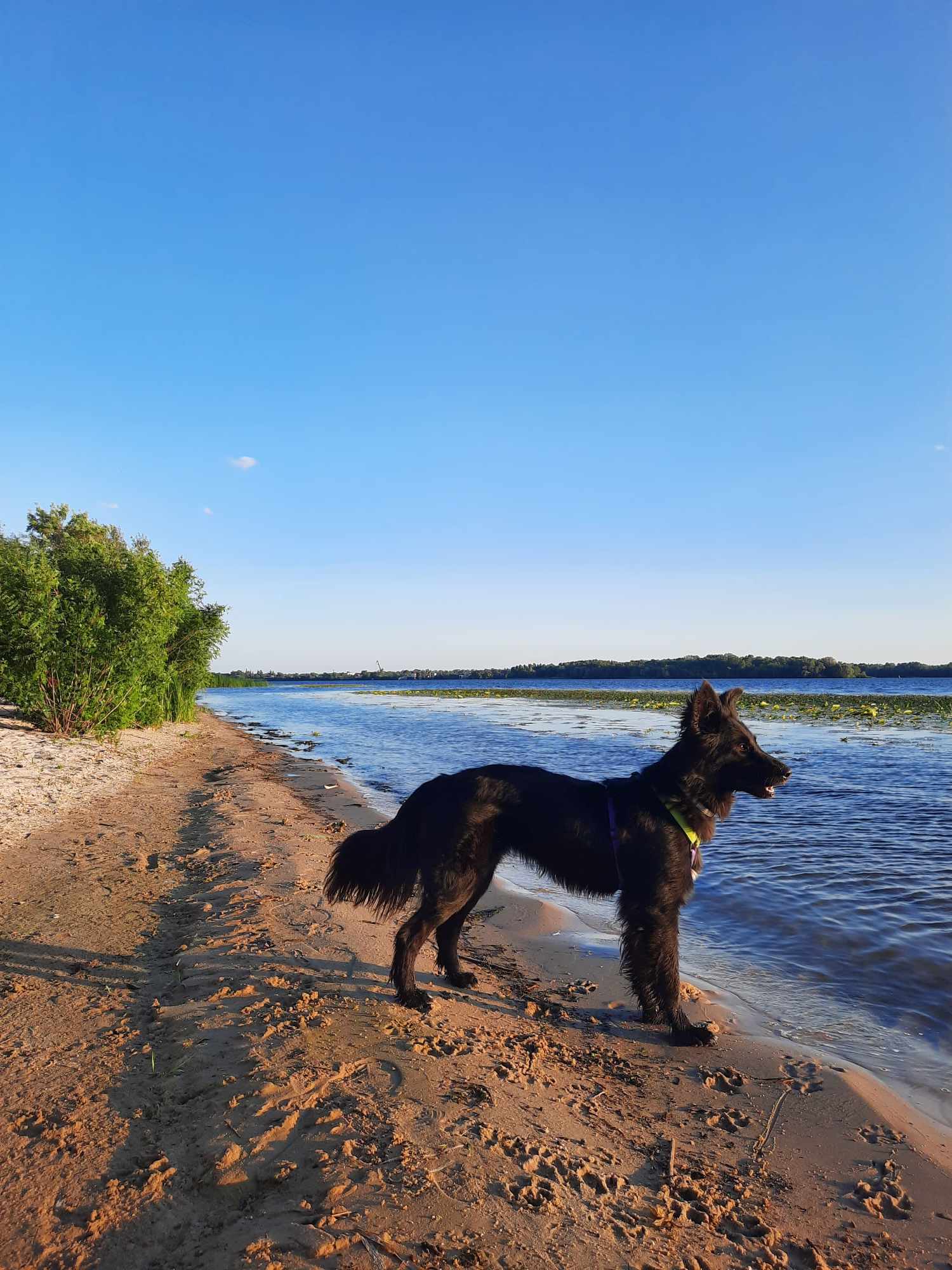 Рядом, чтобы помогать: Purina® и "Зоопатруль" объединились для спасения животных