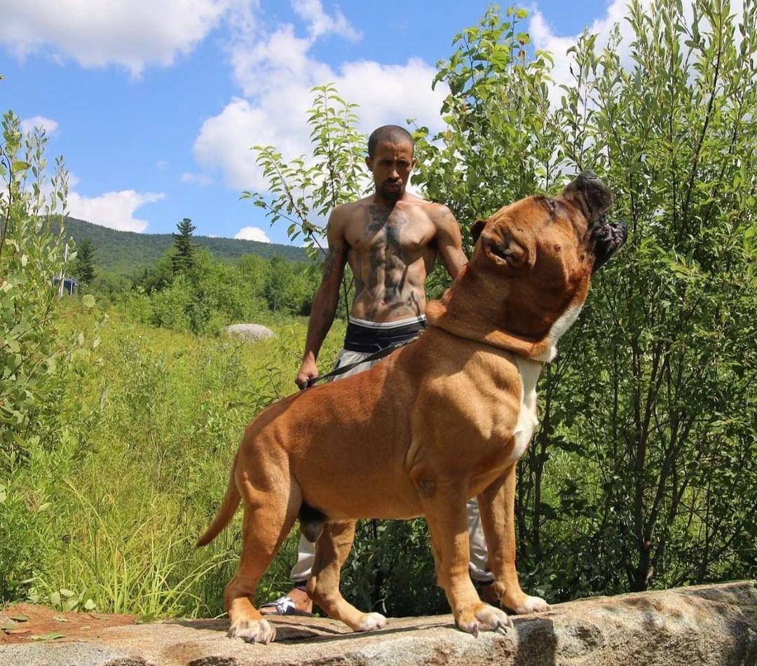 Вот как выглядит самый большой питбуль в мире весом 80 кг (фото)