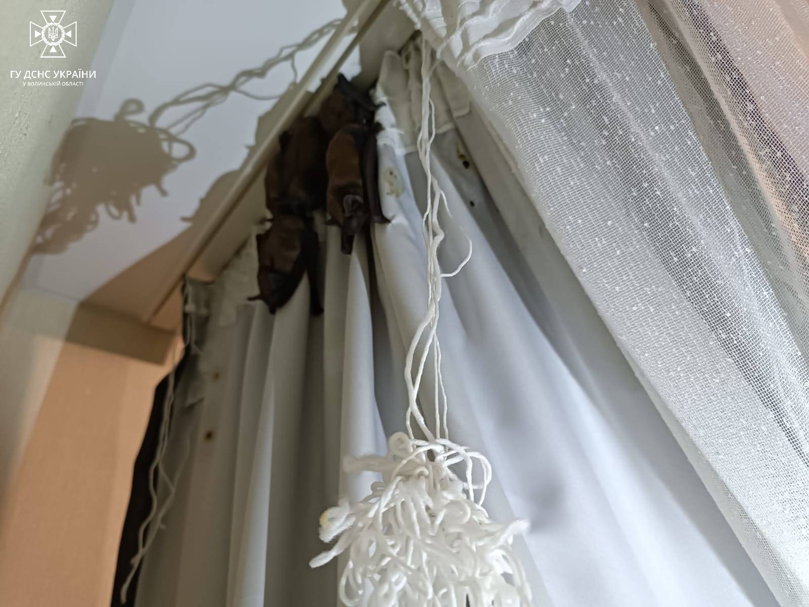 У Луцьку в квартирі "оселилося" 30 незвичайних тварин, поки власників не було вдома