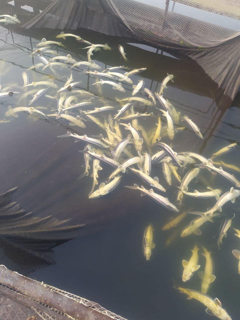 Из-за загрязнения Южного Буга мгновенно погибло 9 тонн краснокнижной рыбы (фото)