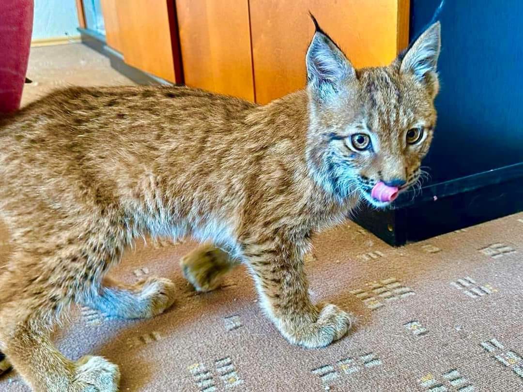 В Україні на OLX продавали "червонокнижну" тварину: деталі скандалу