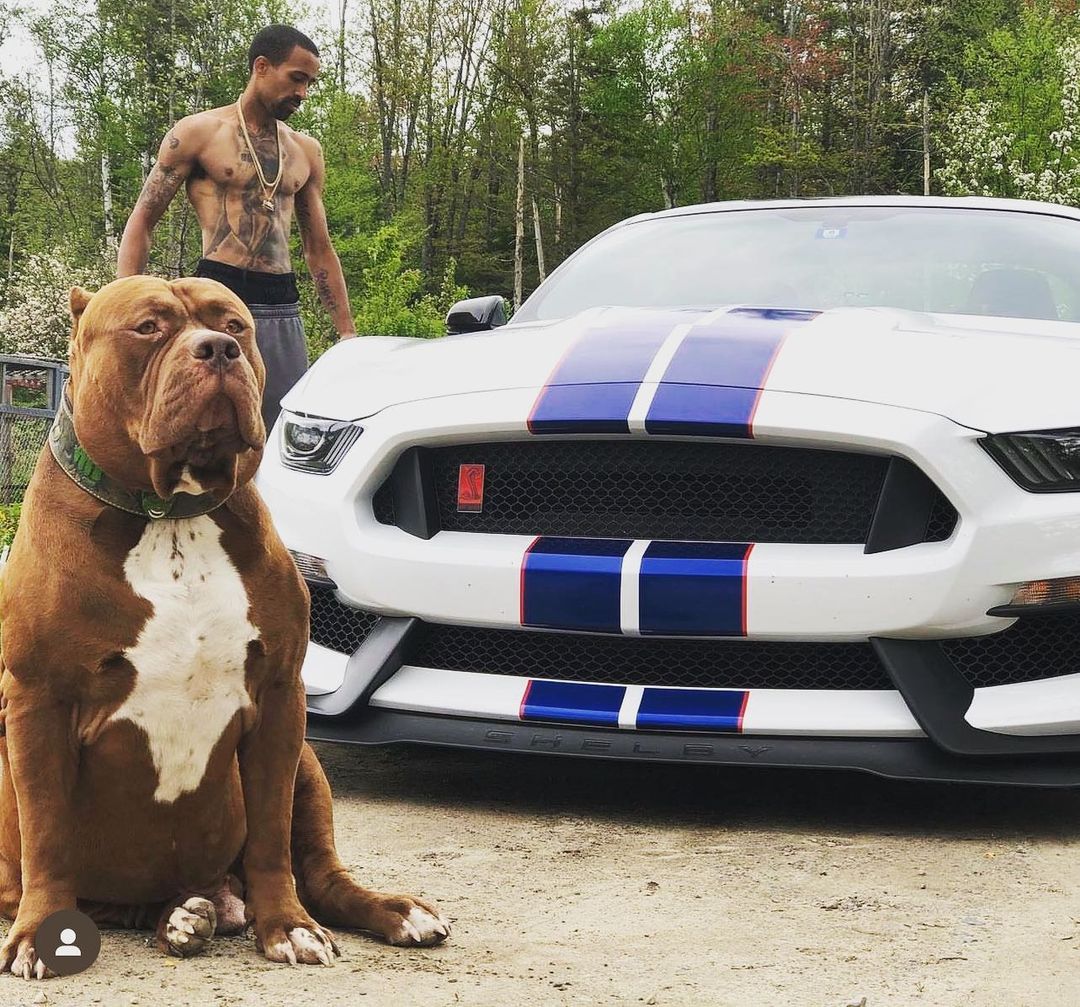 Вот как выглядит самый большой питбуль в мире весом 80 кг (фото)