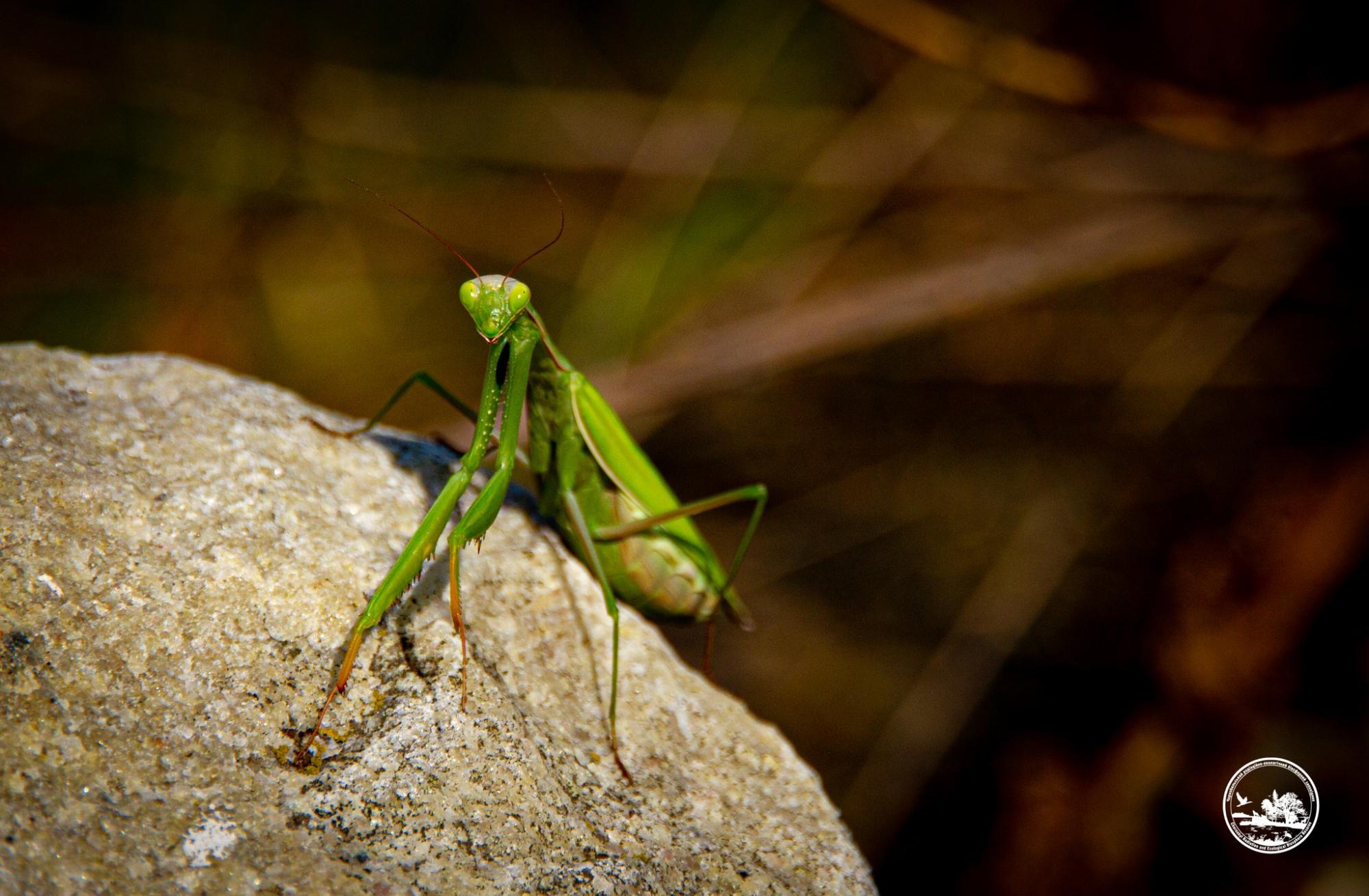 У Чорнобилі показали величезну, хижу комаху, яка може знищувати бджіл (фото)