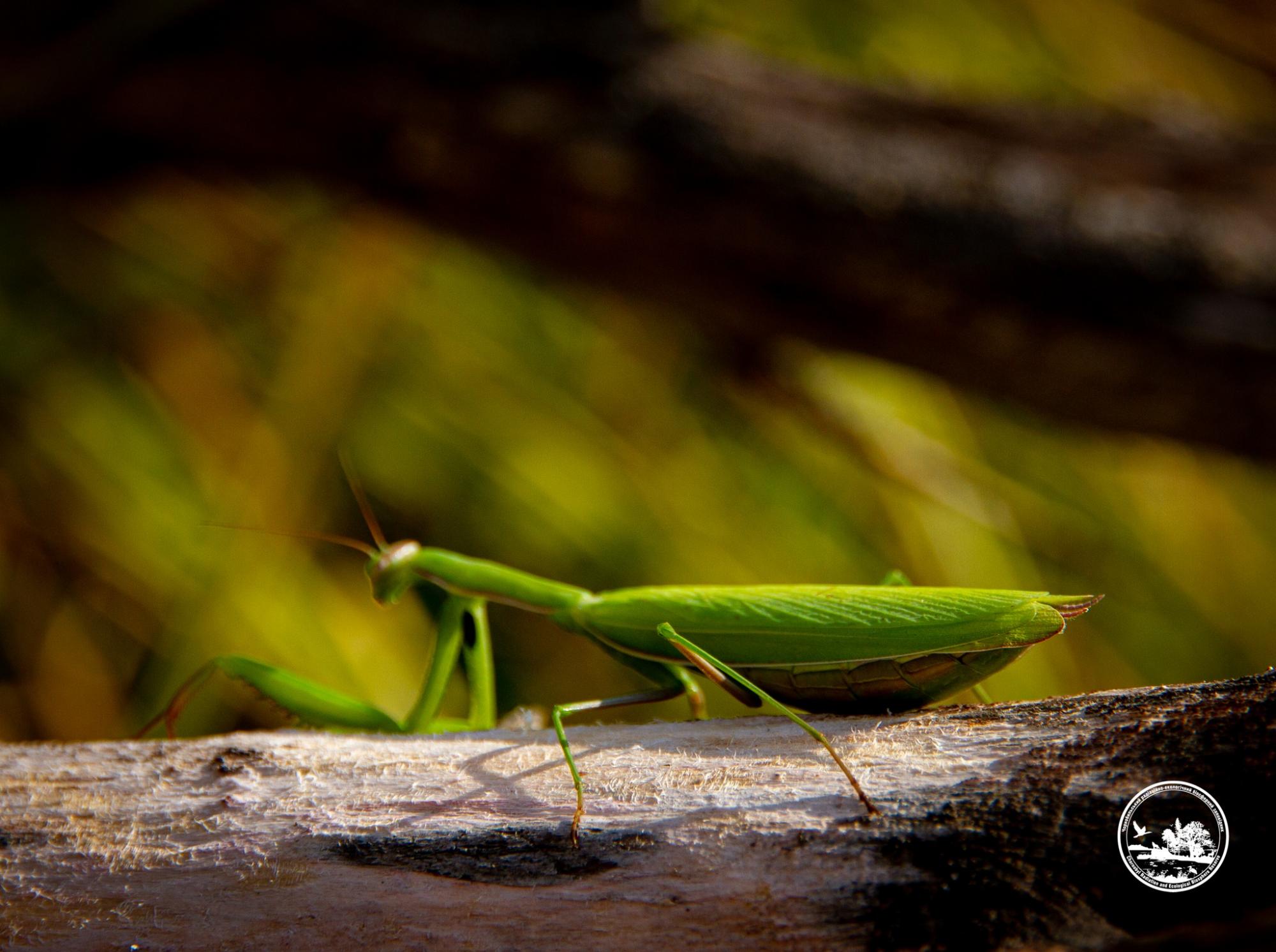 У Чорнобилі показали величезну, хижу комаху, яка може знищувати бджіл (фото)
