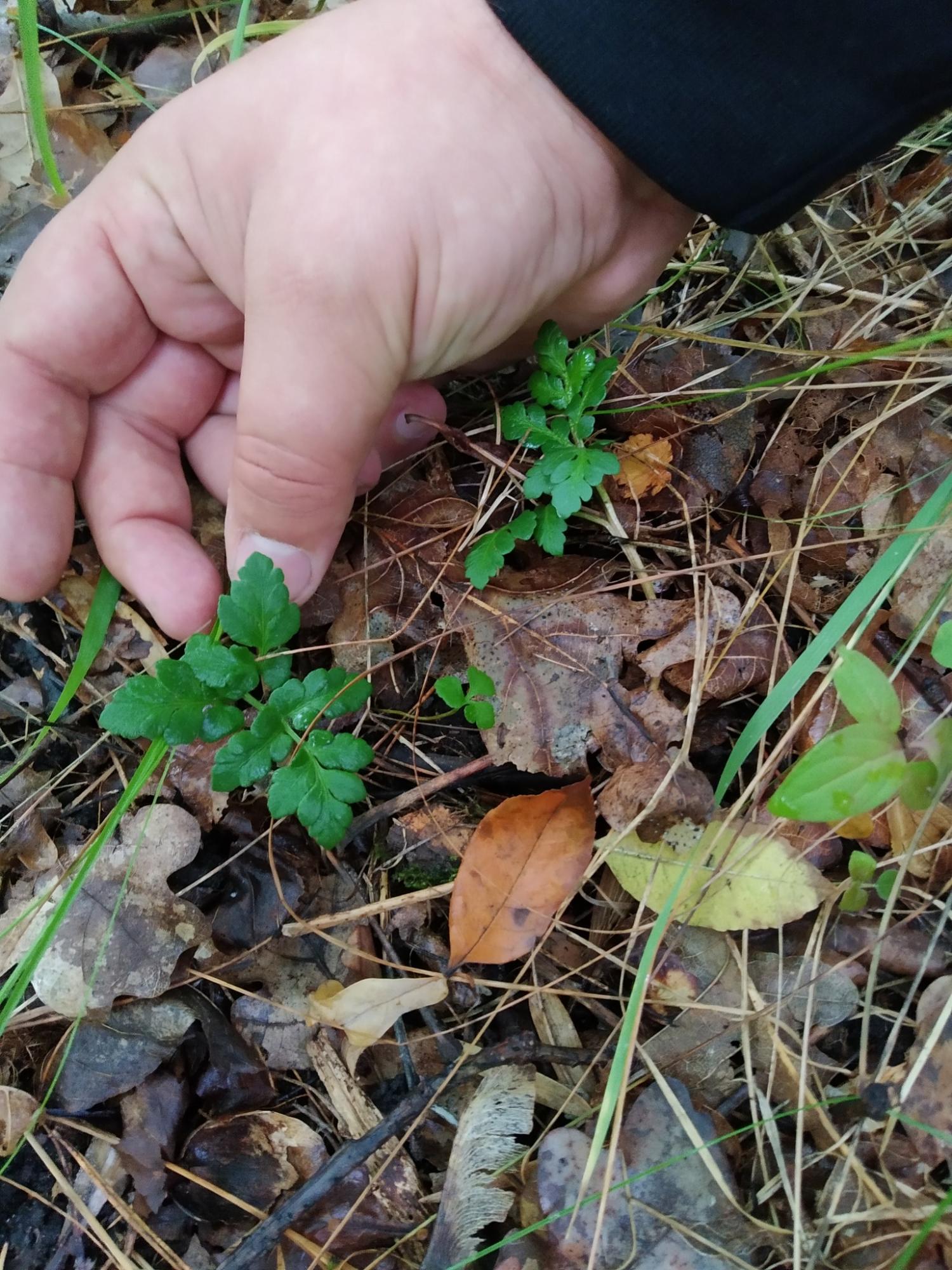 На Трухановому острові знайшли найрідкіснішу рослину Києва, якій мільйони років (фото)