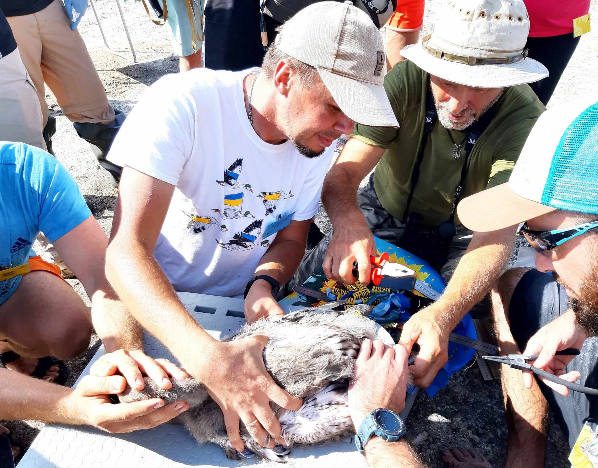 Українські фламінго. Вперше під Одесою вилупилось майже дві сотні пташенят (фото)