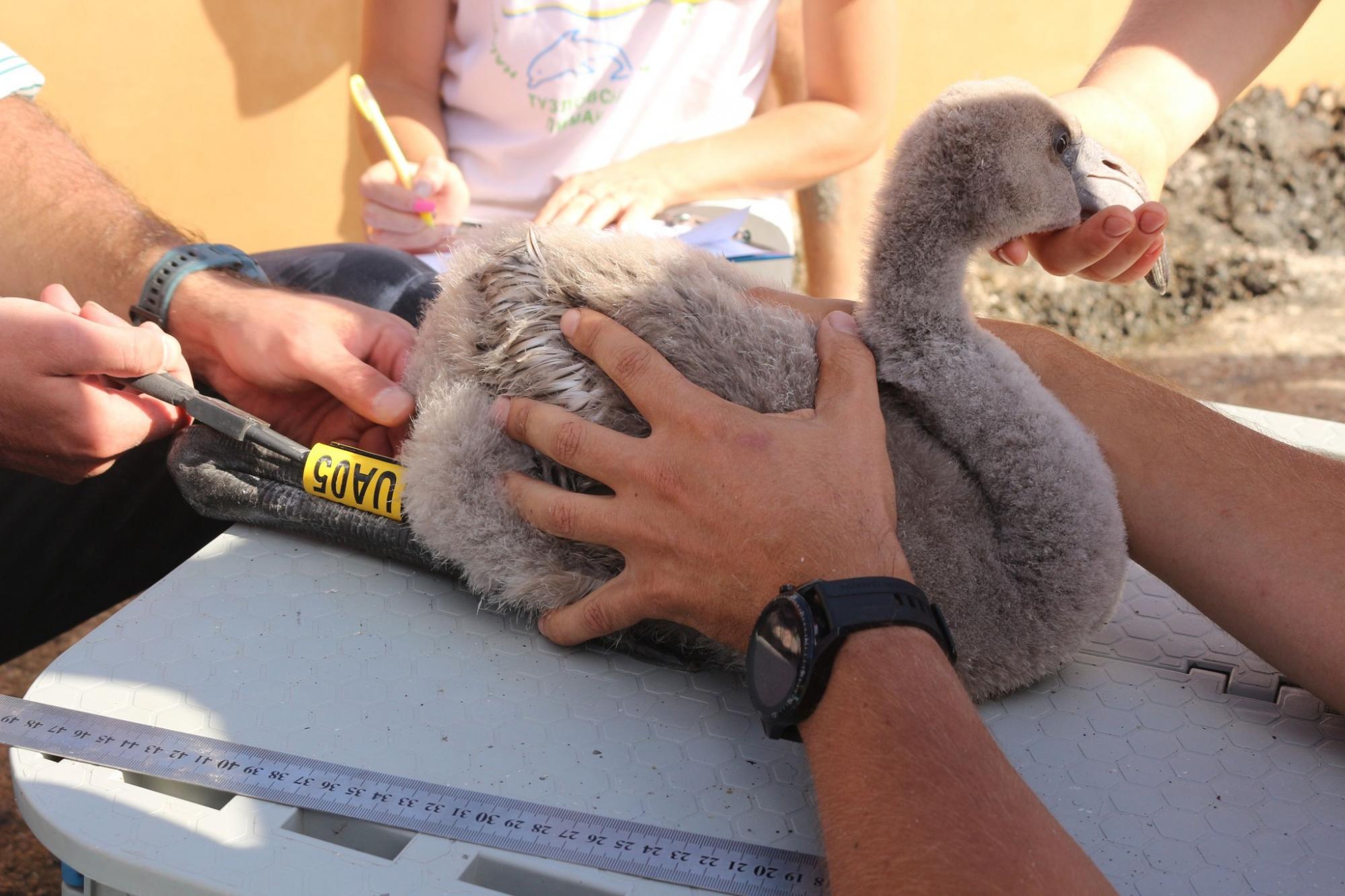 Українські фламінго. Вперше під Одесою вилупилось майже дві сотні пташенят (фото)