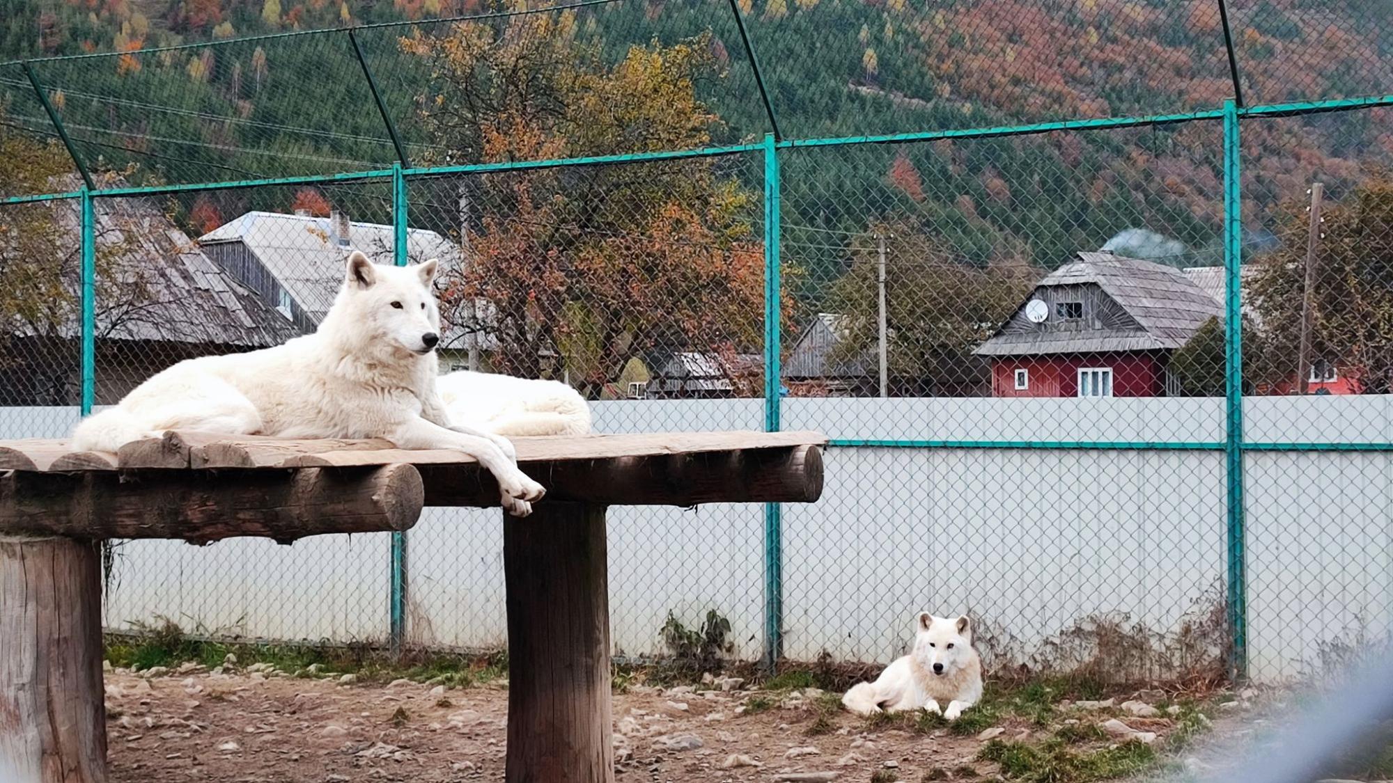 Осінь у Карпатах. Ідеальний дводенний маршрут для мандрівки у міжсезоння