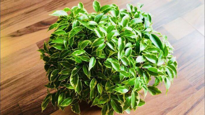 Названо кімнатні рослини, які покращують стан здоров'я