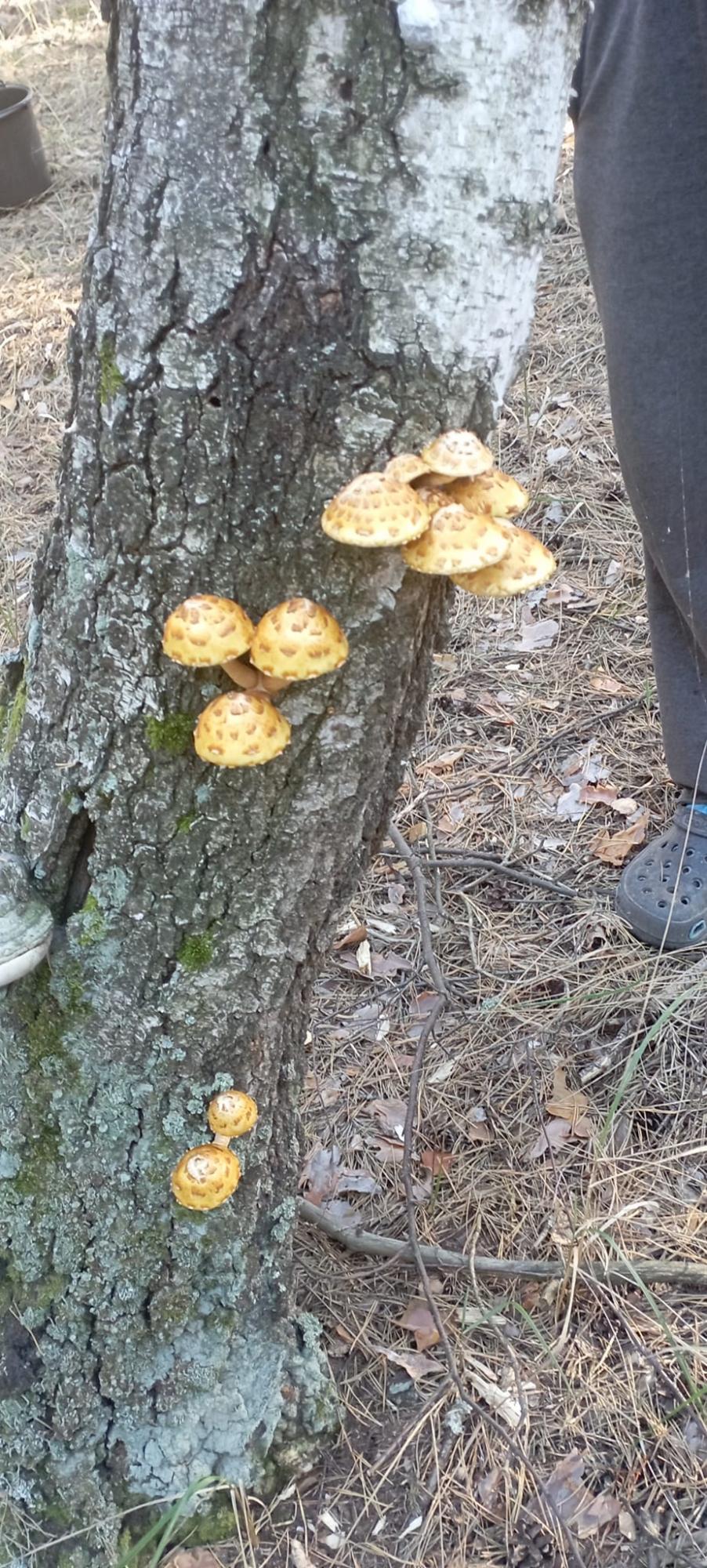 "Що за диво?" Українка знайшла маловідомий їстівний гриб (фото)