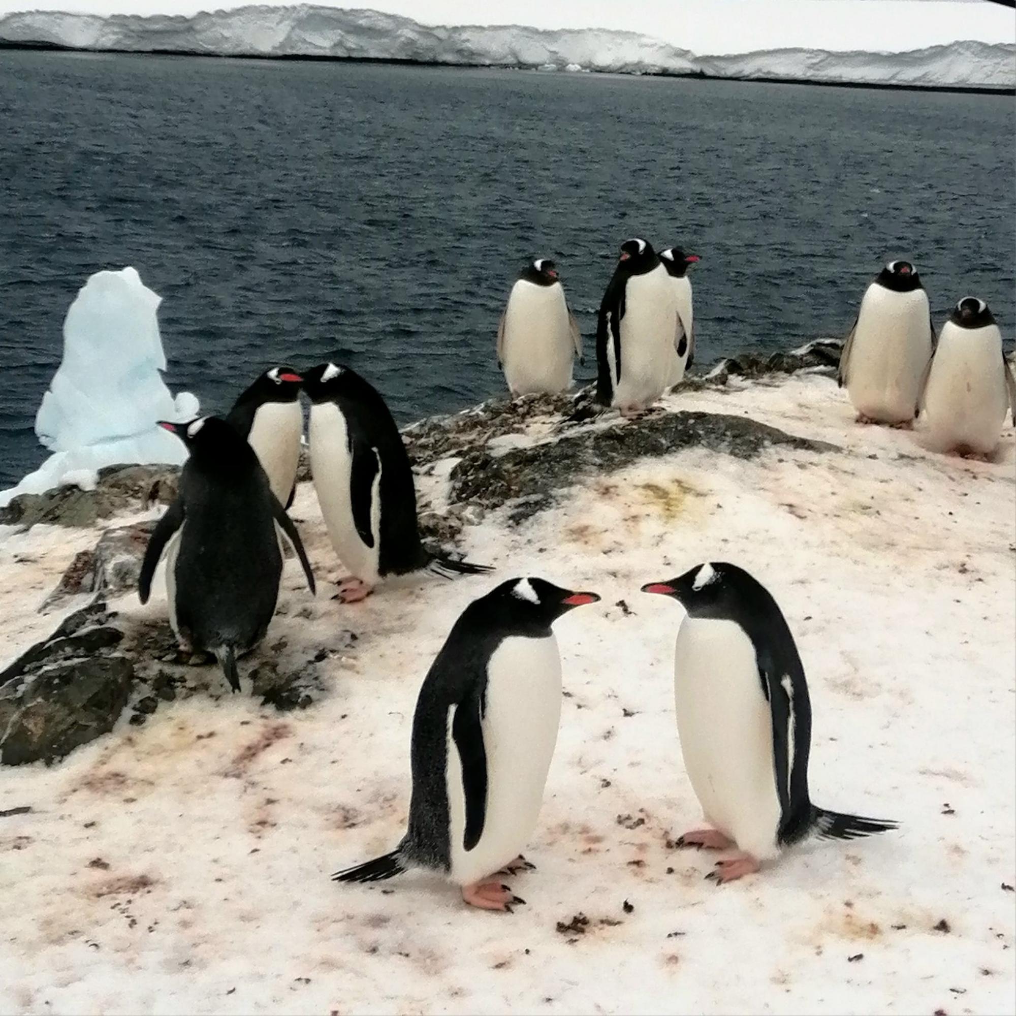Пінгвіни "окупували" станцію Академік Вернадський: у птахів стартував шлюбний сезон (фото)