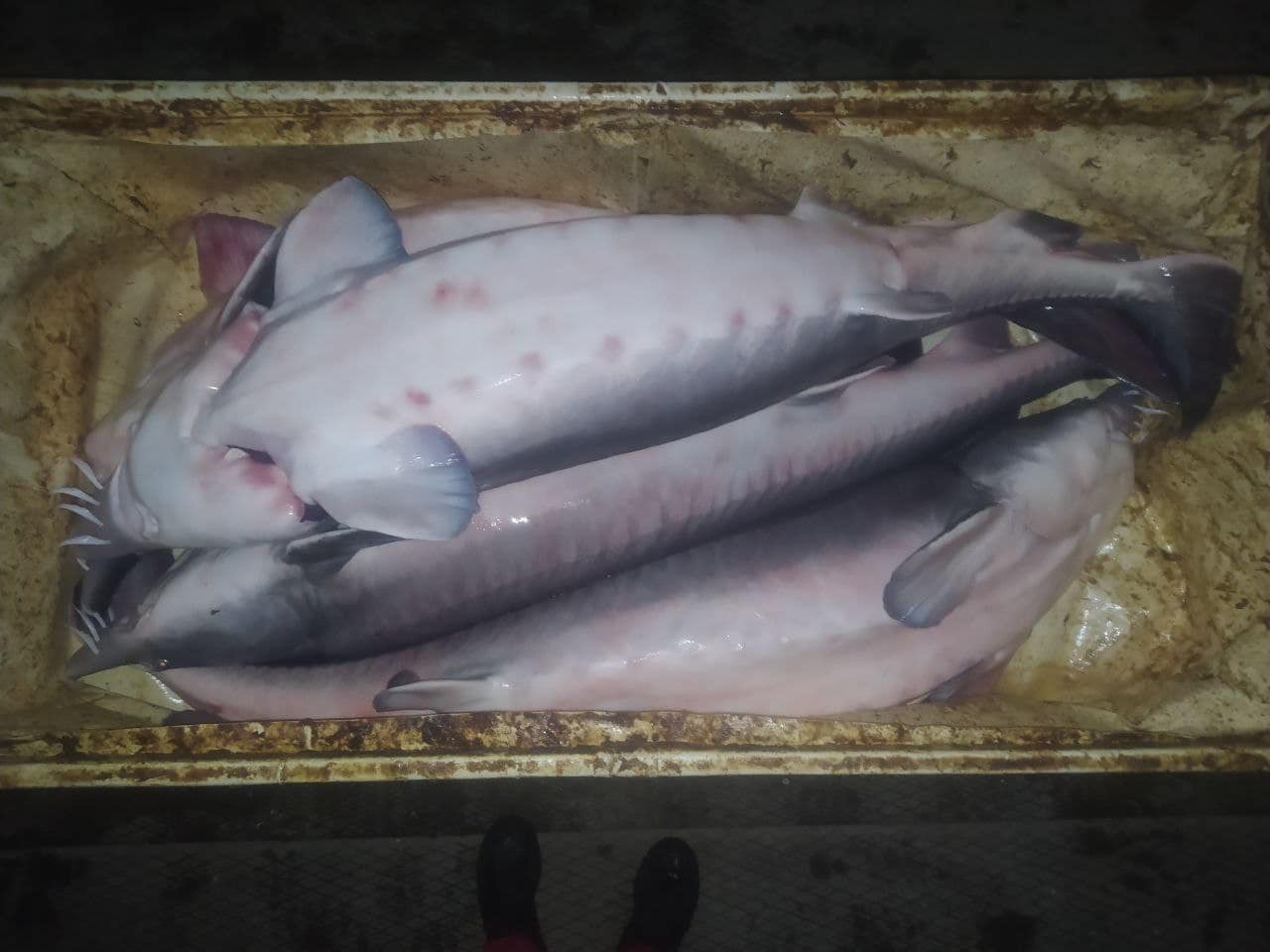 Из-за загрязнения Южного Буга мгновенно погибло 9 тонн краснокнижной рыбы (фото)