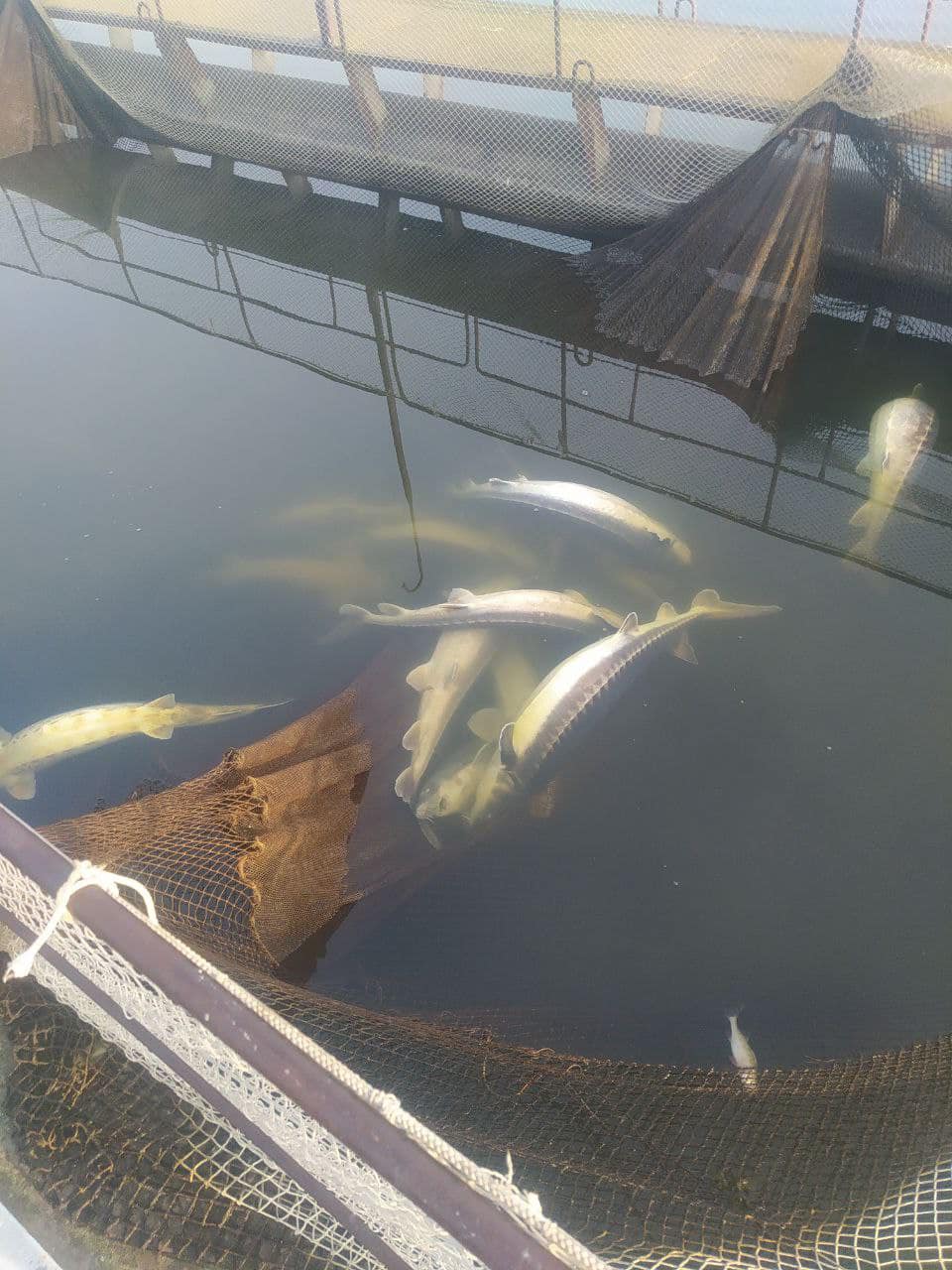 Из-за загрязнения Южного Буга мгновенно погибло 9 тонн краснокнижной рыбы (фото)