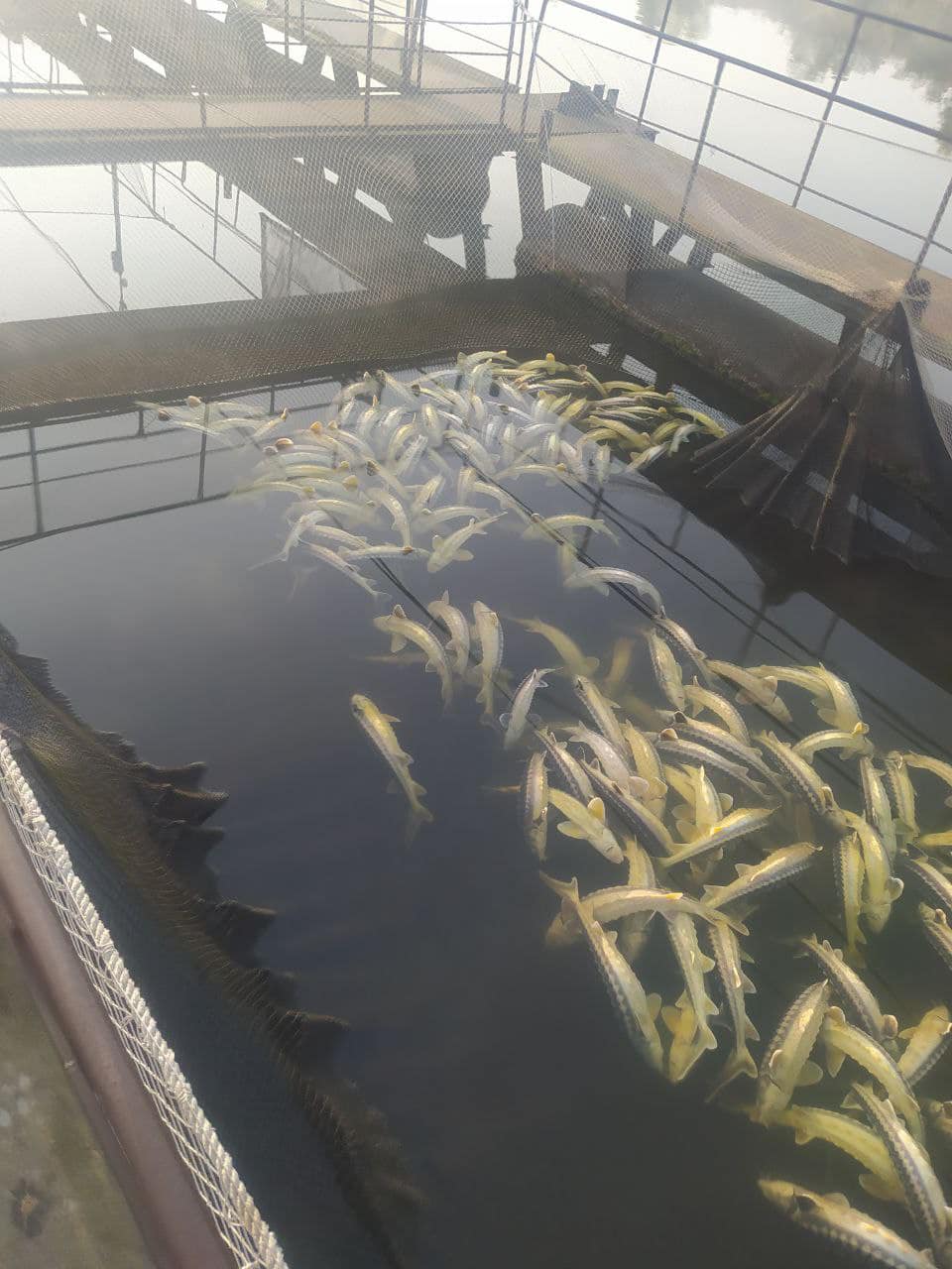 Из-за загрязнения Южного Буга мгновенно погибло 9 тонн краснокнижной рыбы (фото)