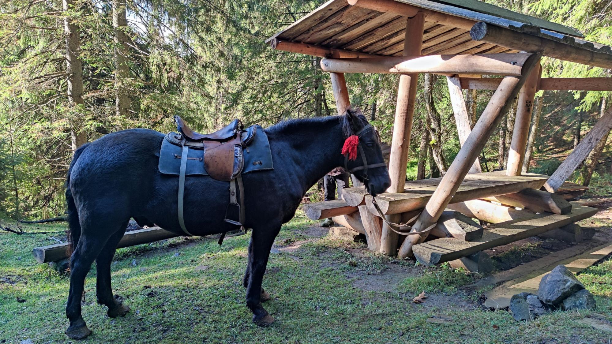 Віадуки, садиби та гори. Чим зайнятися у Ворохті восени: детальний розбір маршруту