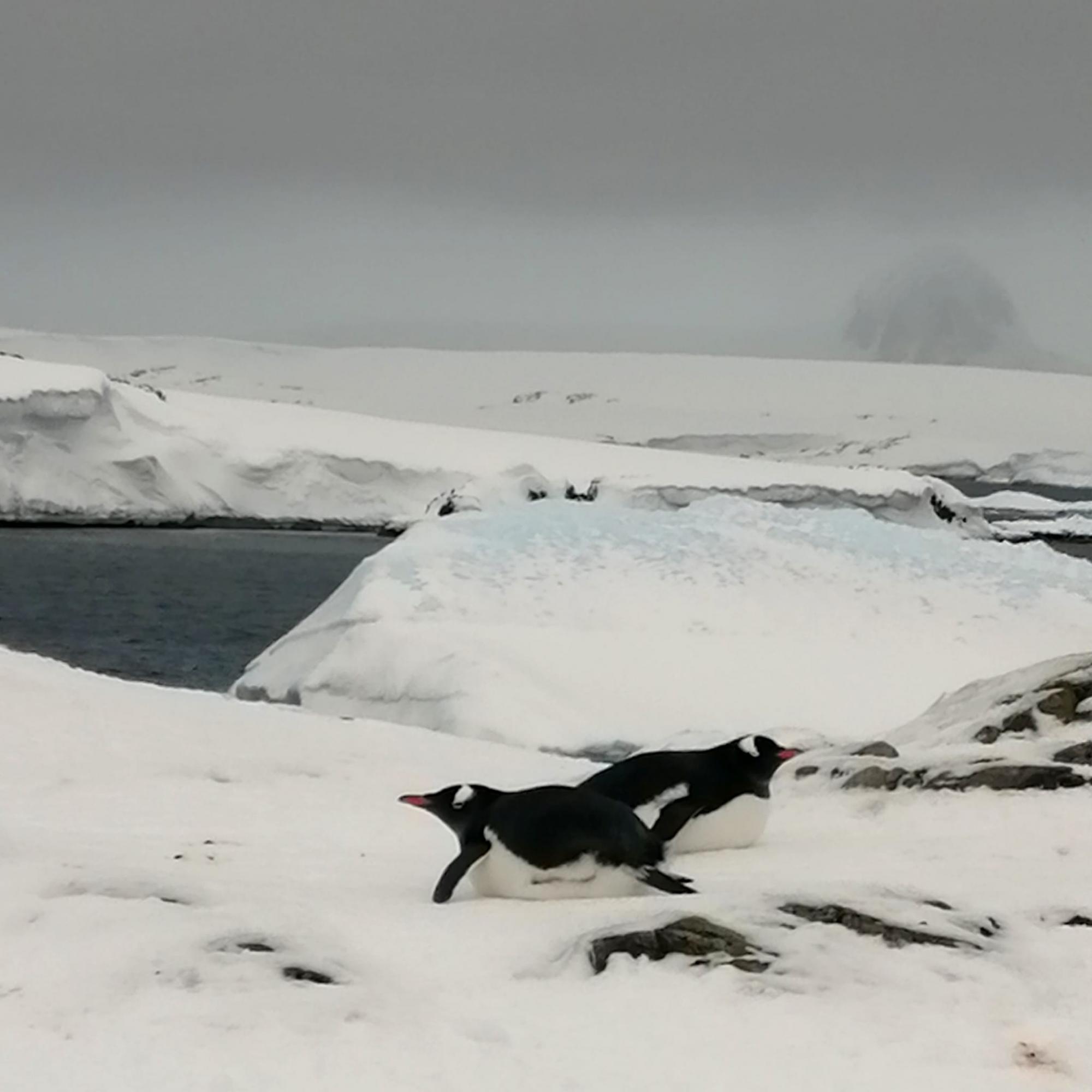 Пінгвіни "окупували" станцію Академік Вернадський: у птахів стартував шлюбний сезон (фото)