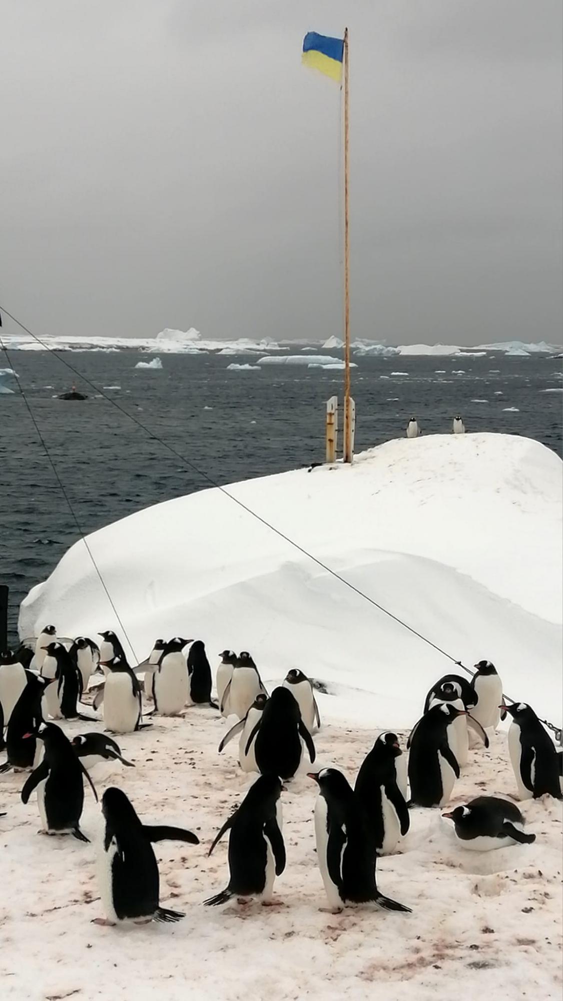 Пінгвіни "окупували" станцію Академік Вернадський: у птахів стартував шлюбний сезон (фото)