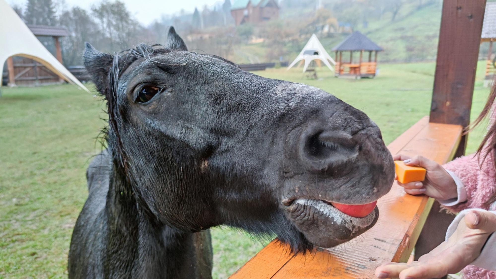 Віадуки, садиби та гори. Чим зайнятися у Ворохті восени: детальний розбір маршруту