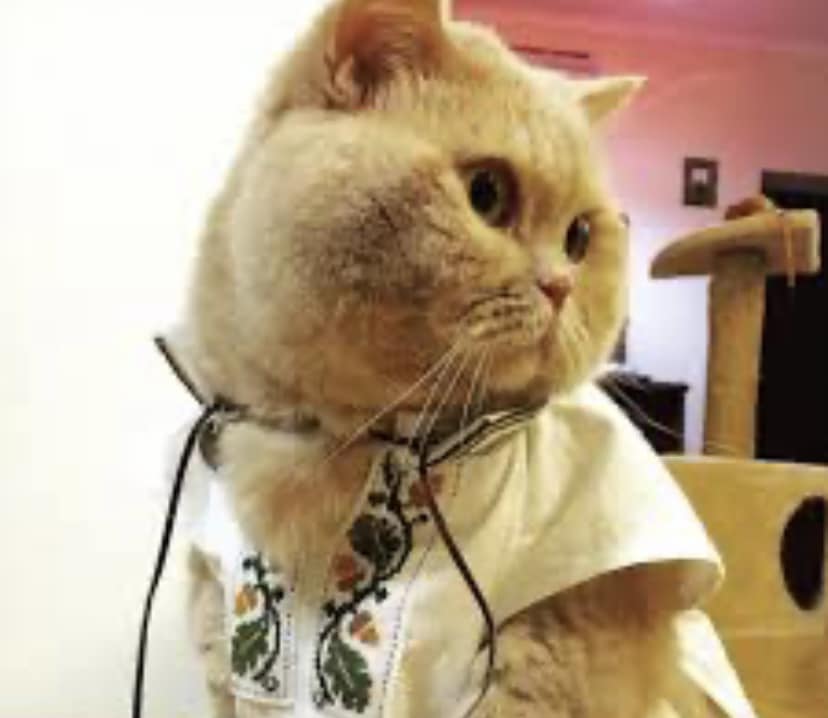 Пішов із життя "головний синоптик України" - кіт Апельмон